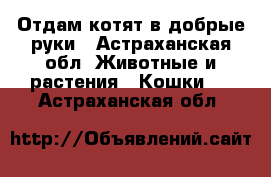 Отдам котят в добрые руки - Астраханская обл. Животные и растения » Кошки   . Астраханская обл.